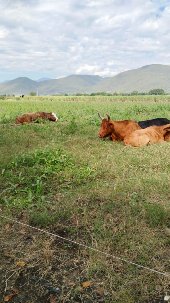 Imagen de WhatsApp 2025-05-30 a las 18.04.48_2af7da95